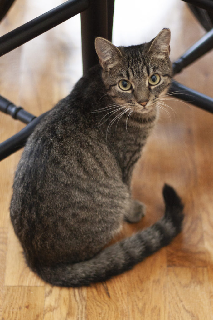 Top Reasons To Adopt Adult Cats top-reasons-to-adopt-adult-cats