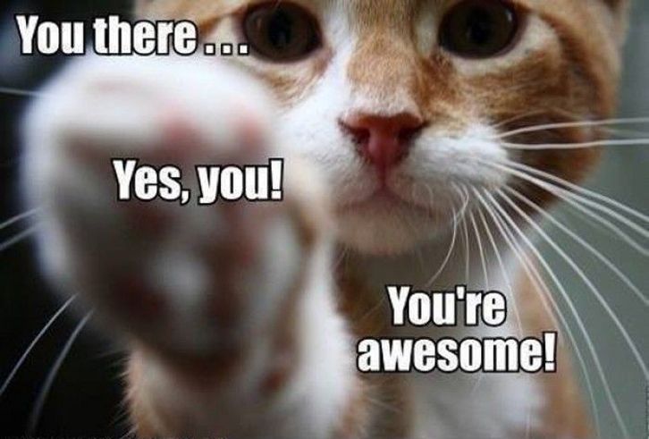 Thank you cat | Purr Partners Feline Rescue