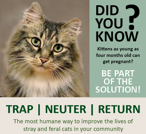 Trapping Tips for Outdoor Cats