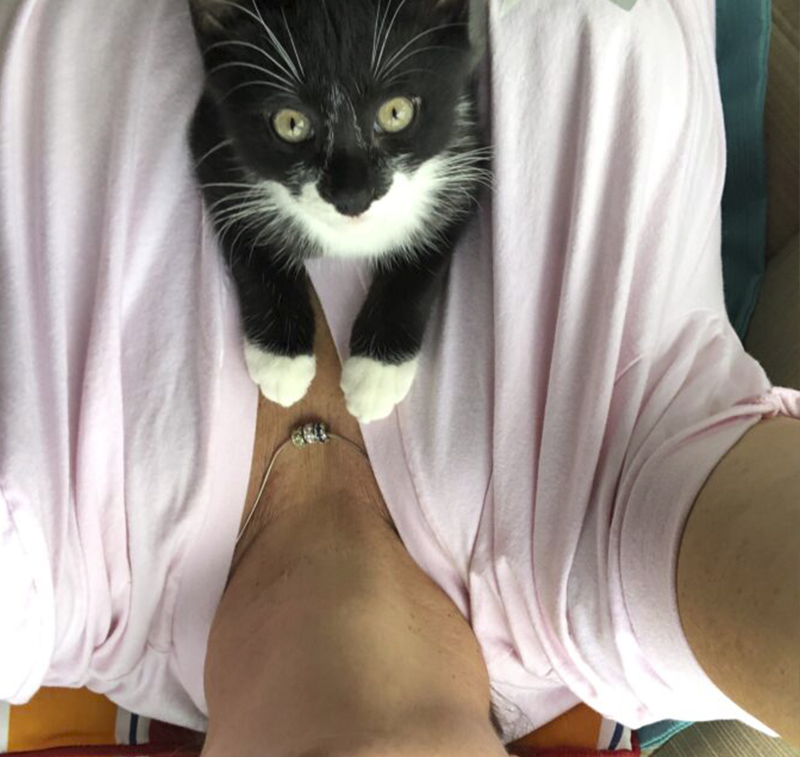Cats are Good for You!