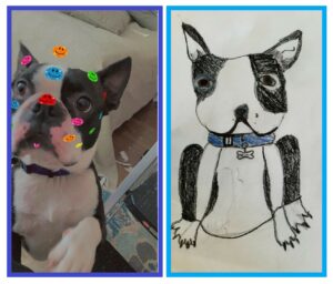 Boston Terrier