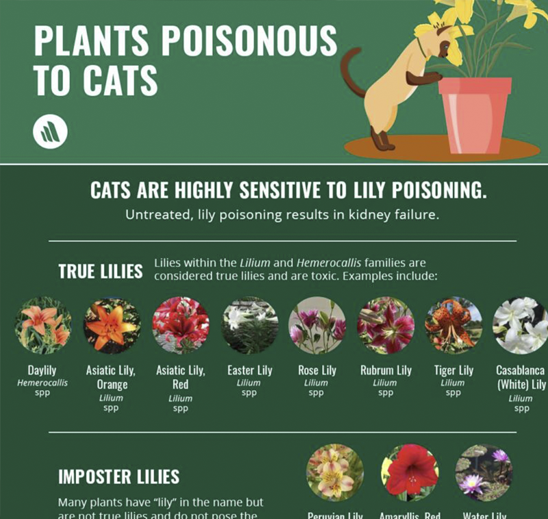 Poison Prevention Awareness